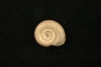 藏品(大扁蜷)的圖片